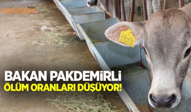 Buzağı ölüm oranları düşüyor!