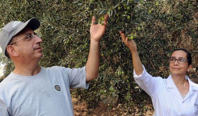 Şehirleşme zeytin üretimini olumsuz etkiliyor