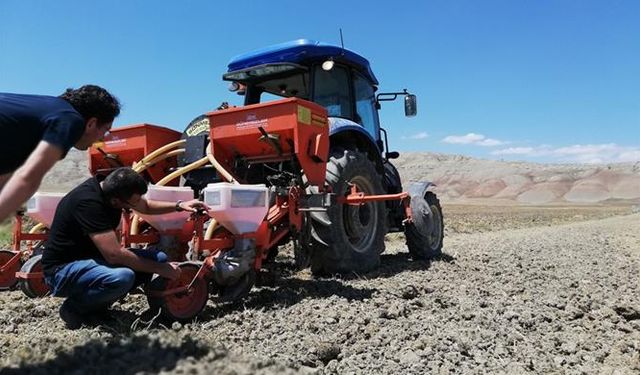 Hayvancılık için silajlık mısır ekelim