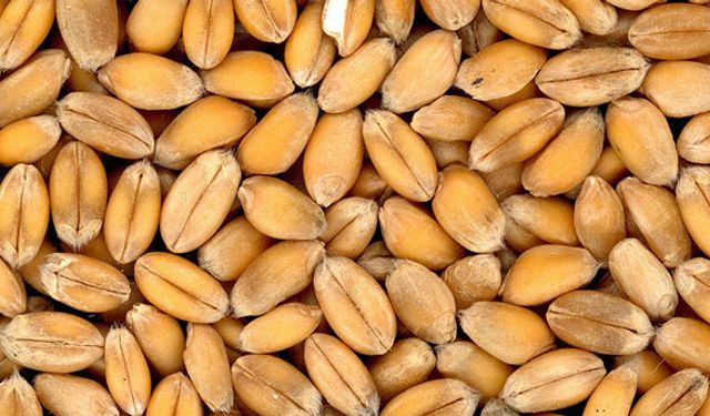 Ekmeklik ve makarnalık buğdayın yıllara göre müdahale alım fiyatları