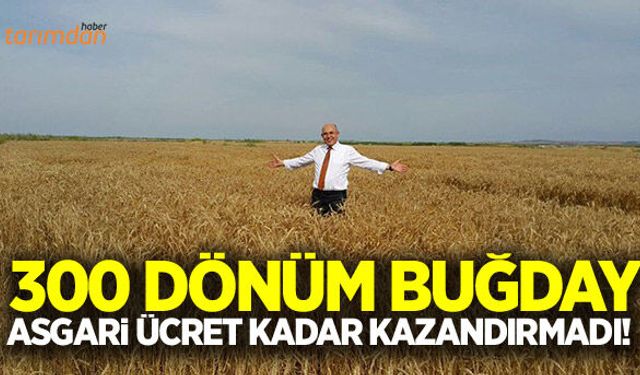 Milletvekili teyit etti buğday zararına gidiyor!