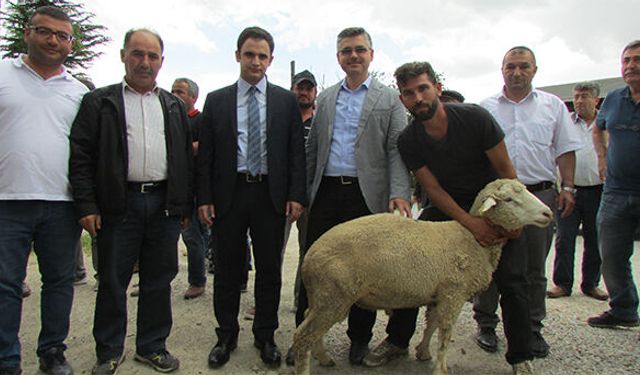 Yetiştiricilere Anadolu Merinosu dağıtımı