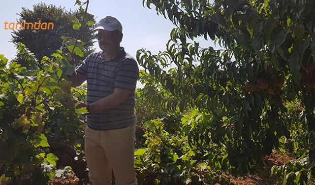 Tarım İl Müdürü üzüm bağlarını ziyaret etti!