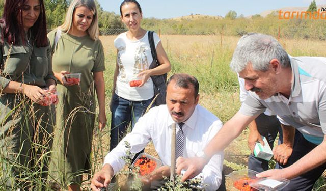 Kurt Üzümü Elazığ’da üretildi!
