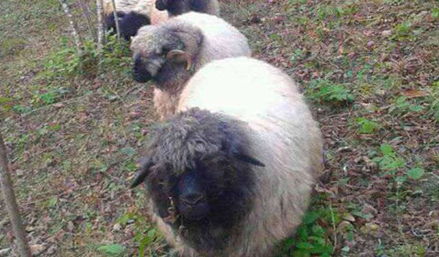 Anaç koyun ve keçi desteklerinde müracaatlar başladı!