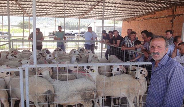 Karya ırkı koyunun sayısı artırılmak isteniyor!