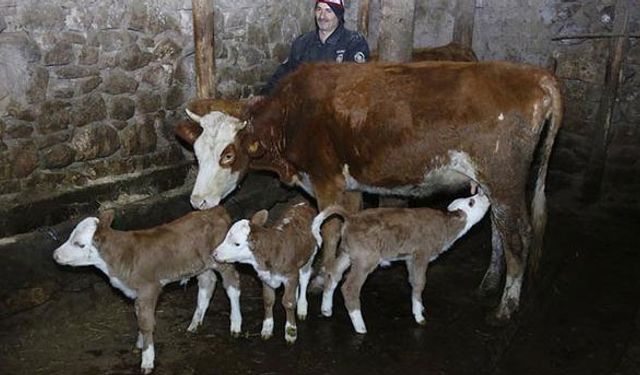 Yüz bin de bir olan oldu, üçüz doğurdu!