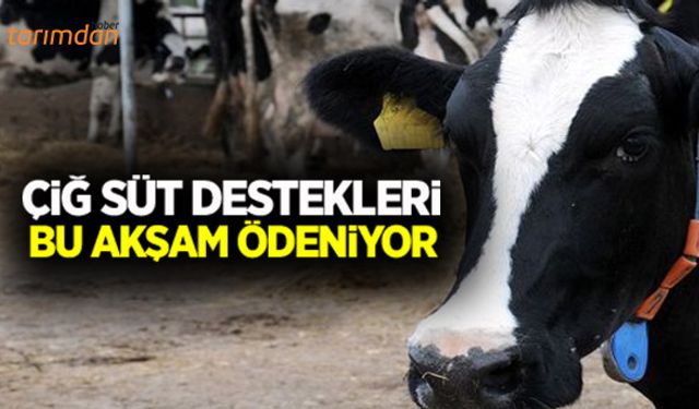 Ocak ayı süt destekleri ödeniyor