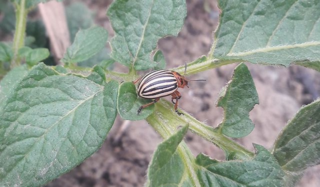 Patates mildiyösü ve böceğine dikkat