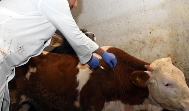 3 ilde Şap Karantinası başlatıldı