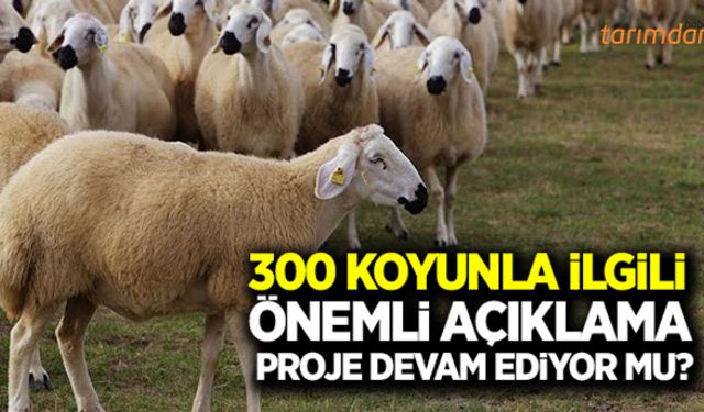300 koyun projesinde önemli açıklama!