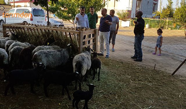 Romanov koyunlarından çok memnunum!
