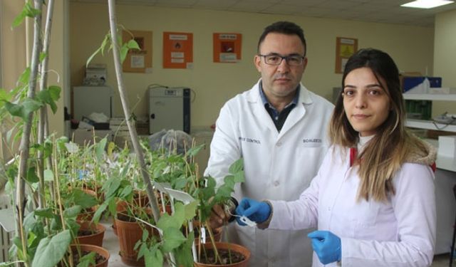 Kuraklığa dayanıklı tohum geliştiriyorlar