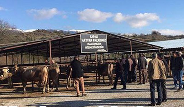 Şap Krizi Sona Erdi Bolu Hayvan Pazarı Açıldı