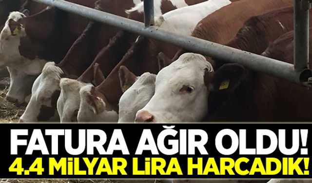 Et ve sığır ithalatında rekor kırıldı!