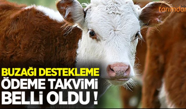 Buzağı desteklerinin ödeneceği tarih belli oldu!