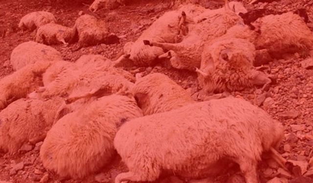 Gizemli hayvan ölümleri hakkında açıklama