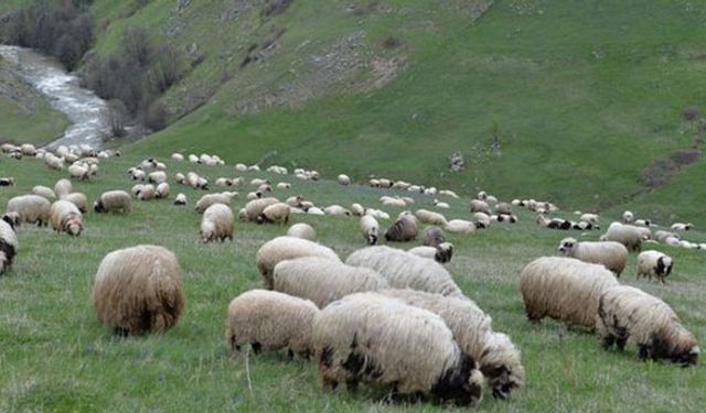 Diyarbakır’da 300 koyuna 56 bin başvuru