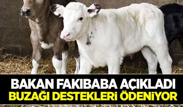 Buzağı destekleri bugün ödeniyor!