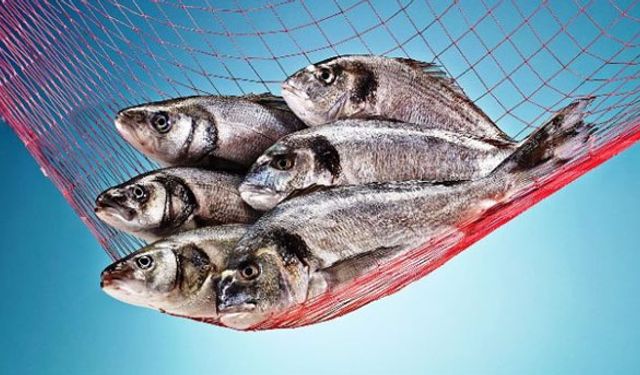 Balık felaketine sonunda el atıldı