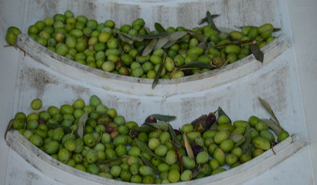 Zeytin ihracatı da zeytinyağına ayak uydurdu!