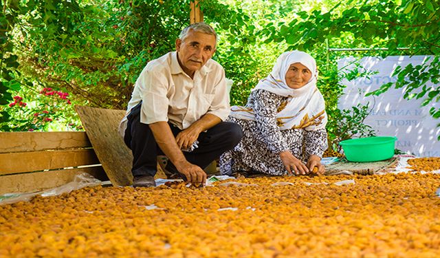 Malatya kayısıda dünya devi olmaya devam ediyor