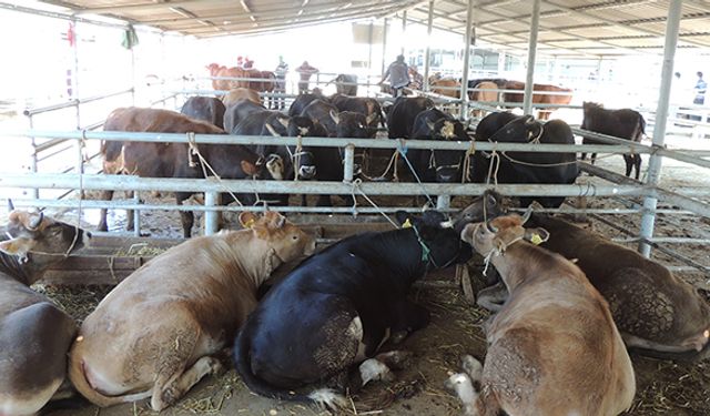 Bolu’da hayvan pazarı açıldı