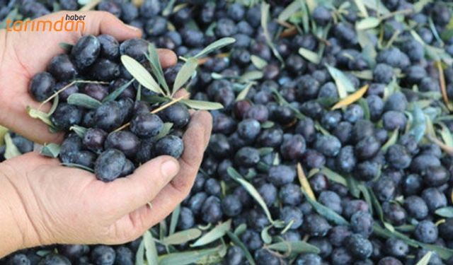 Zeytin alımında sona gelindi!