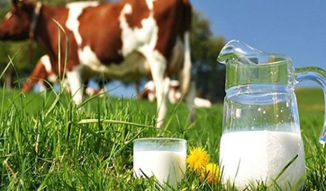 Toplanan süt miktarı azaldı