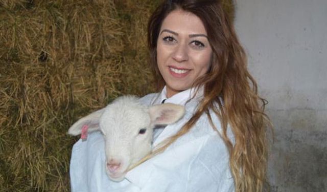 Yerli ırkta et verimi yükseldi