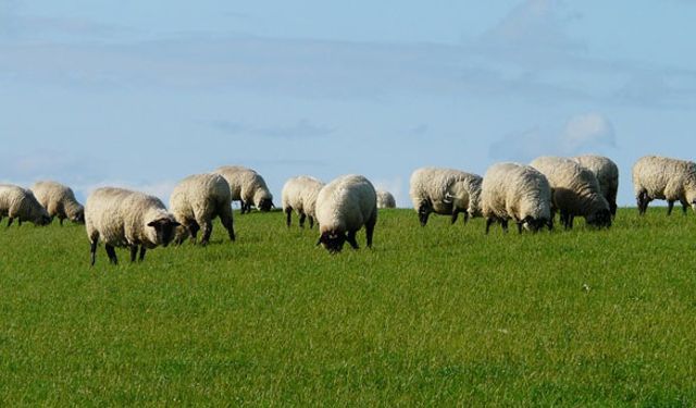 Üreticinin mera isyanı!