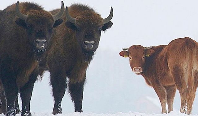Asi inek sürüden kaçtı, vahşi bizonlara katıldı