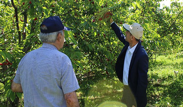 Bolu’da kiraz yetiştirilebilir mi?
