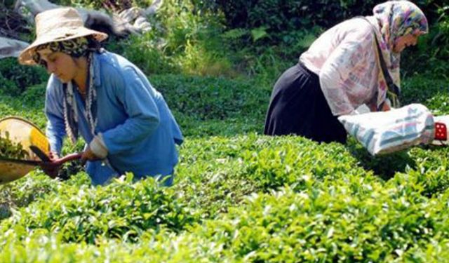 Yaş çay taban fiyatına yüzde 14’lük artış!