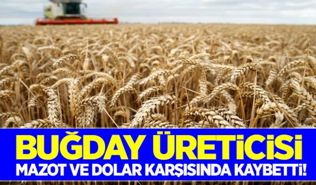 Buğday üreticisi dolar ve mazot karşısında kaybetti!