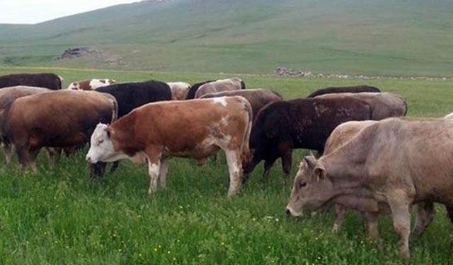 Büyükbaş hayvan sayısı 17,3 milyon baş oldu