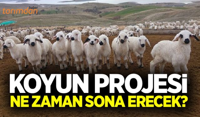 300 koyun projesi ne zaman tamamlanacak?