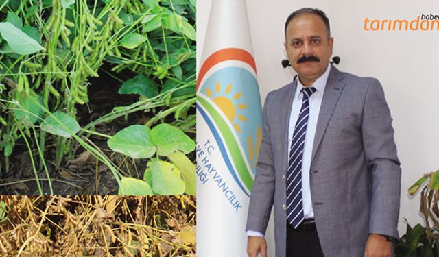 Iğdır’da soya destek kapsamına alındı!