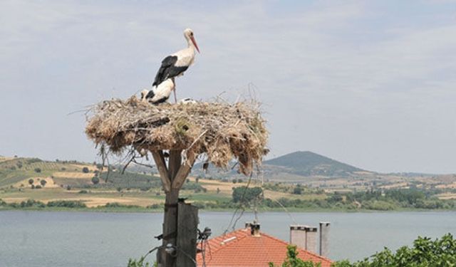 Leylek köyü doğaya da çiftçiye de umut oldu