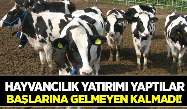 Hayvancılık yatırımı cemaat okullarına takıldı!