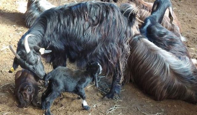 Halep keçisi üretimi başladı