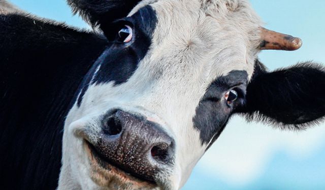 Kırsalın kalkınmasında hayvancılık yatırımları