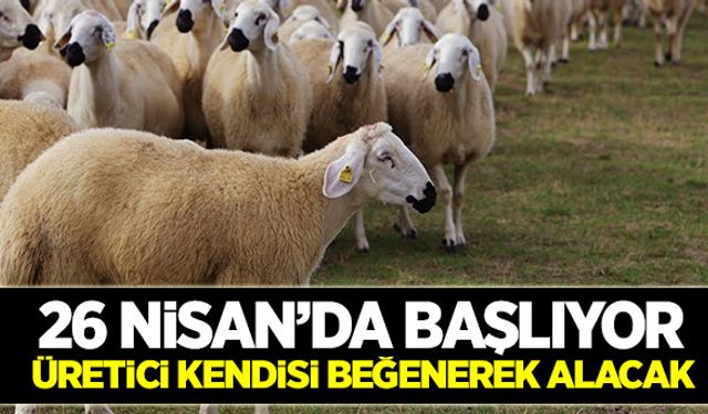 300 koyunda genç çiftçi önlemi!