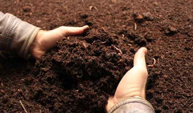 Birçok kişinin iğrendiği solucanlara gözü gibi bakıyor!