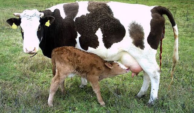 Yetiştiricinin beklediği hayvancılık tebliği yayımlandı