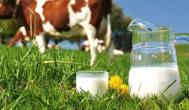 Toplanan inek sütü arttı!