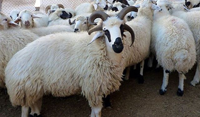 Koyun yetiştiricileri gözlerini kırpmıyor!