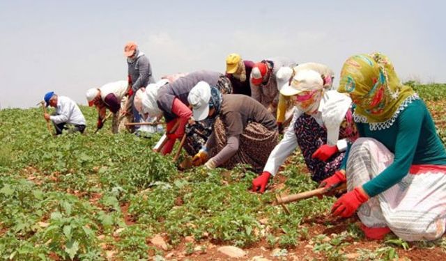 Tarım işçisi bulmak zorlaşıyor!