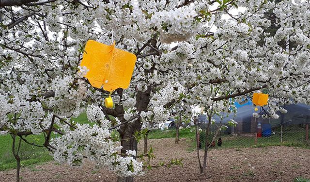 Bolu’da meyve ağaçlarına feromon tuzakları asıldı