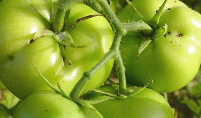 Domates güvesine dikkat!